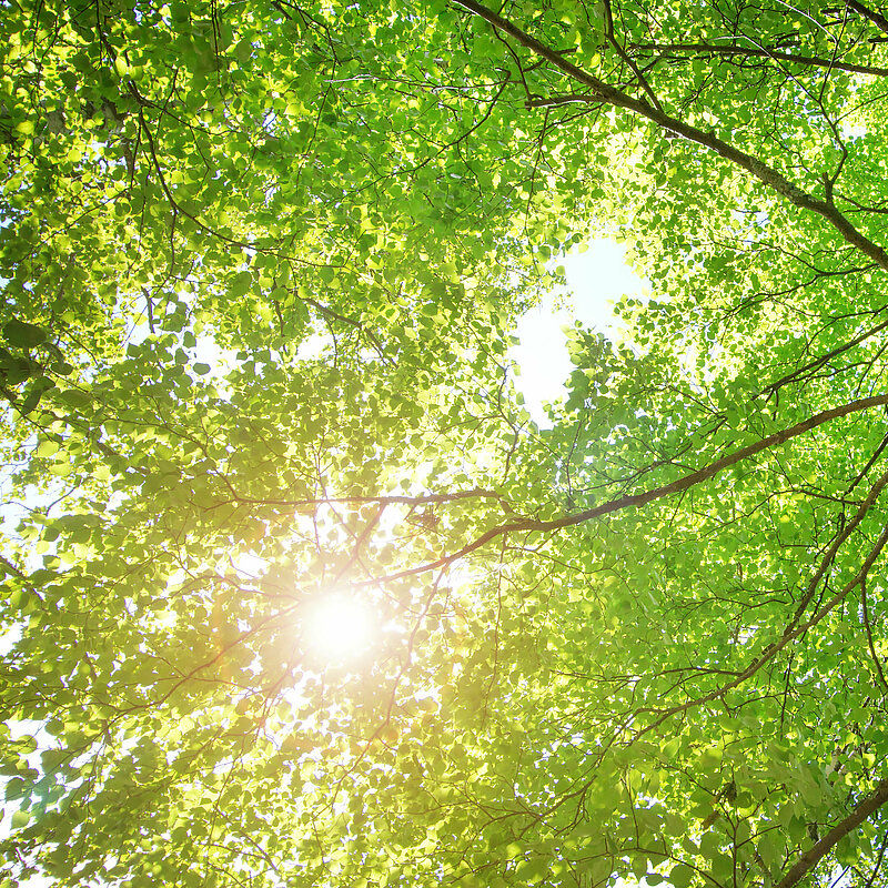 Sonne scheint durch Laub